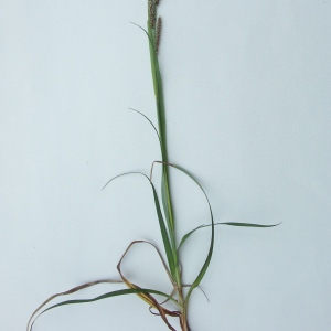 Photographie n°120616 du taxon Carex flacca Schreb. [1771]