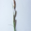  Hugues HAEFFNER - Carex flacca Schreb. [1771]