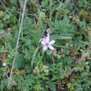 Photographie n°120622 du taxon Erodium cicutarium (L.) L'Hér. [1789]