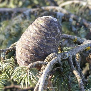 Photographie n°120688 du taxon Cedrus atlantica (Manetti ex Endl.) Carrière [1855]