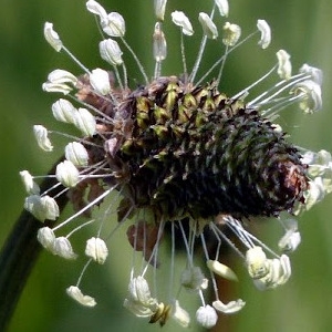  - Plantago lanceolata L. [1753]