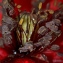 Papaver rhoeas L. [nn75277] par mbenezech le 15/05/2013 - Juvignac