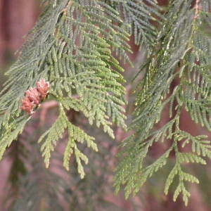  - Thuja plicata Donn ex D.Don [1824]