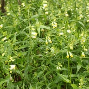 Photographie n°120731 du taxon Melampyrum pratense L. [1753]