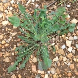 Photographie n°120799 du taxon Urospermum dalechampii (L.) Scop. ex F.W.Schmidt [1795]