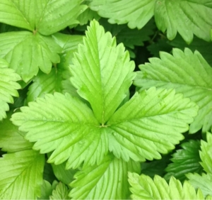 Daniel BARTHÉLÉMY, le 16 mai 2013 (Puéchabon)