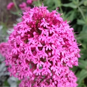 Photographie n°120814 du taxon Centranthus ruber (L.) DC.