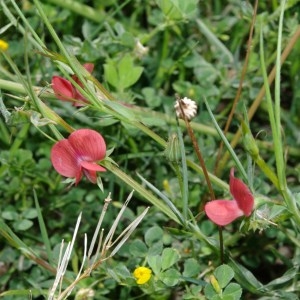  - Lathyrus sphaericus Retz.