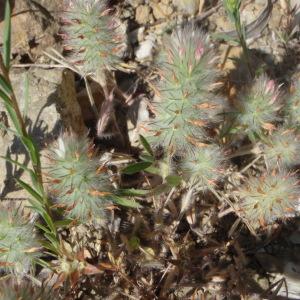 Photographie n°125909 du taxon Trifolium L. [1753]