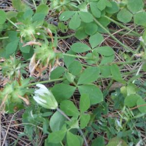 Photographie n°127928 du taxon Trifolium L. [1753]