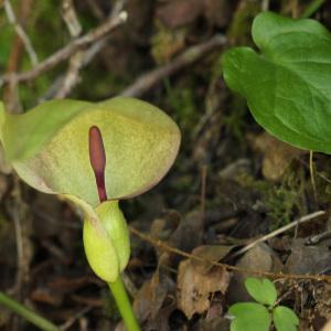 Photographie n°129680 du taxon Arum maculatum L. [1753]