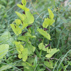  - Aristolochia rotunda subsp. rotunda