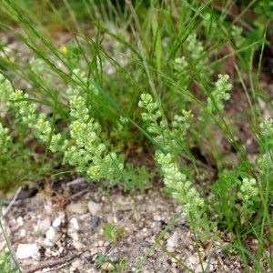 Photographie n°129729 du taxon Alyssum alyssoides (L.) L. [1759]