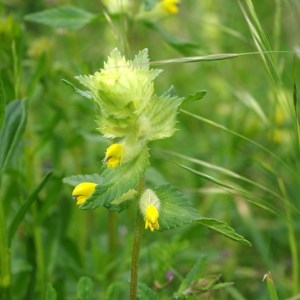 Photographie n°129739 du taxon Rhinanthus alectorolophus (Scop.) Pollich [1777]