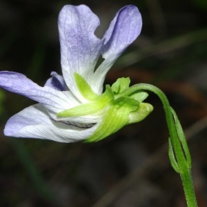 Viola erecta Gilib. (Violette élevée)