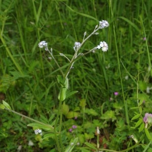 Photographie n°129748 du taxon Myosotis arvensis (L.) Hill [1764]