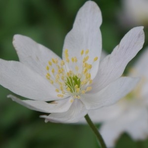 Photographie n°129792 du taxon Anemone nemorosa L. [1753]