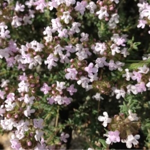 Photographie n°129818 du taxon Thymus vulgaris L. [1753]