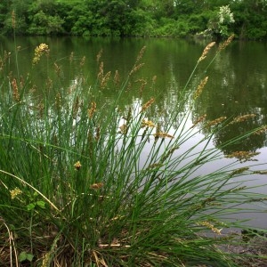 Photographie n°129841 du taxon Carex paniculata L. [1755]