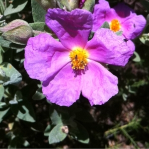 Photographie n°129861 du taxon Cistus albidus L. [1753]