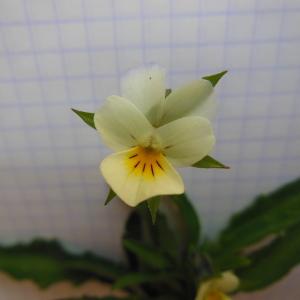 Photographie n°129869 du taxon Viola tricolor L.