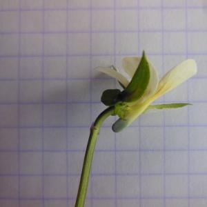 Photographie n°129870 du taxon Viola tricolor L.