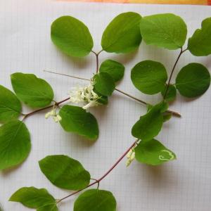 Photographie n°129876 du taxon Lonicera xylosteum L.