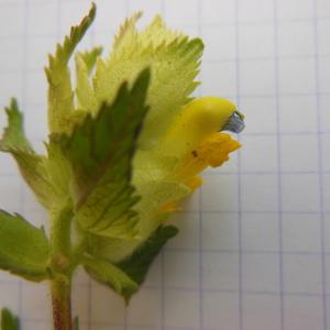 Photographie n°129892 du taxon Rhinanthus alectorolophus (Scop.) Pollich