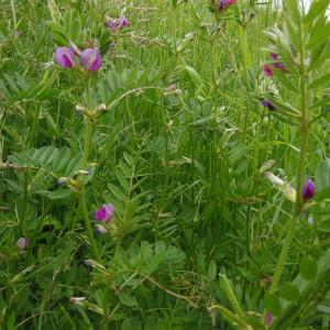 Photographie n°129908 du taxon Vicia sativa subsp. notata Asch. & Graebn.