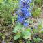  Dominique Remaud - Ajuga genevensis L.