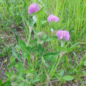 Photographie n°129939 du taxon Trifolium pratense L. [1753]