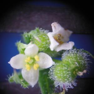 Photographie n°129945 du taxon Galium aparine L.