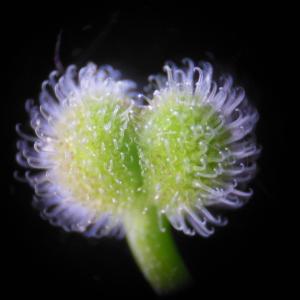 Photographie n°129946 du taxon Galium aparine L.