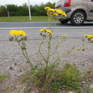 Photographie n°129949 du taxon Crepis biennis L.