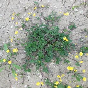 Photographie n°129957 du taxon Ranunculus repens L.