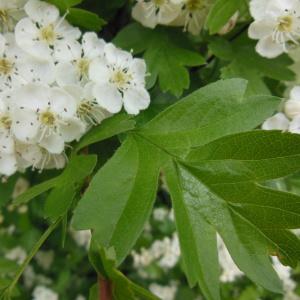 Photographie n°129958 du taxon Crataegus monogyna Jacq.