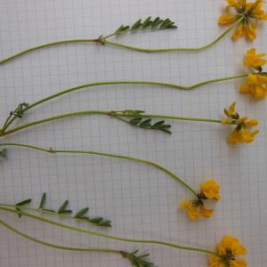 Photographie n°129961 du taxon Hippocrepis comosa L.