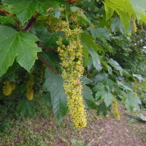 Photographie n°129964 du taxon Acer pseudoplatanus L.