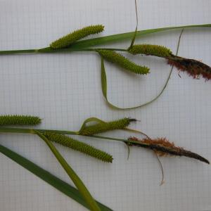 Photographie n°129981 du taxon Carex riparia Curtis [1783]