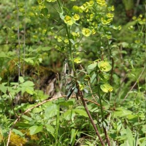 Photographie n°129995 du taxon Euphorbia amygdaloides L. [1753]