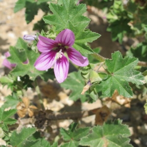 Malva durieui Spach