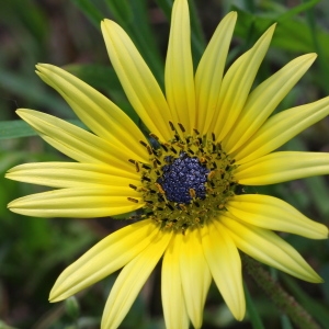  - Arctotheca calendula (L.) Levyns