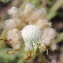  Marie  Portas - Arctotheca calendula (L.) Levyns