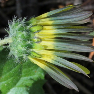  - Arctotheca calendula (L.) Levyns