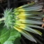  Marie  Portas - Arctotheca calendula (L.) Levyns