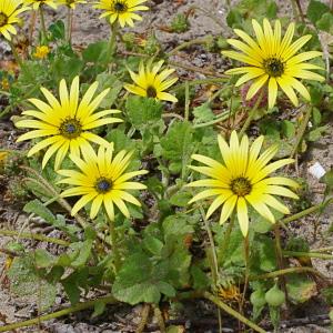 Photographie n°130117 du taxon Arctotheca calendula (L.) Levyns