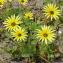  Marie  Portas - Arctotheca calendula (L.) Levyns