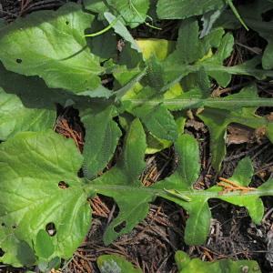  - Arctotheca calendula (L.) Levyns