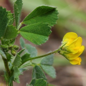 Photographie n°130119 du taxon Medicago murex subsp. murex