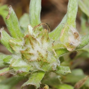 Photographie n°130120 du taxon Filago pyramidata L.